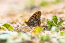 Kleiner Perlmuttfalter (Issoria lathonia)