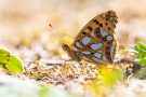 Kleiner Perlmuttfalter (Issoria lathonia)