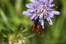 Widderchen (Zygaenidae)