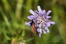 Widderchen (Zygaenidae)