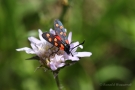 Widderchen (Zygaenidae)