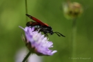 Widderchen (Zygaenidae)