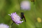 Widderchen (Zygaenidae)