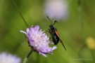 Widderchen (Zygaenidae)