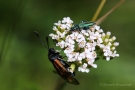 Widderchen (Zygaenidae)