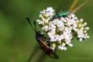 Widderchen (Zygaenidae)