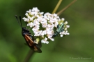 Widderchen (Zygaenidae)