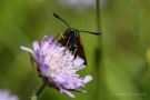 Widderchen (Zygaenidae)