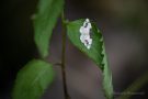 Pfaffenhütchen-Harlekin (Ligdia adustata)