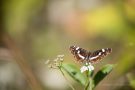 Landkärtchen  (Araschnia levana) (Sommergeneration)