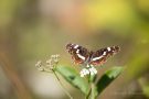 Landkärtchen  (Araschnia levana) (Sommergeneration)