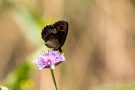 Graubindiger Mohrenfalter (Erebia aethiops)