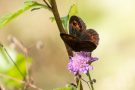 Graubindiger Mohrenfalter (Erebia aethiops)