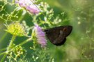 Graubindiger Mohrenfalter (Erebia aethiops)