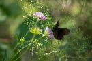 Graubindiger Mohrenfalter (Erebia aethiops)