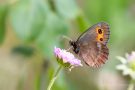 Graubindiger Mohrenfalter (Erebia aethiops)