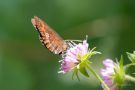 Graubindiger Mohrenfalter (Erebia aethiops)