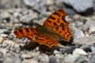C-Falter (Polygonia c-album, Syn.: Nymphalis c-album)