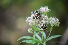 Russische Bären (Euplagia quadripunctaria)