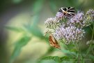 Russische Bären (Euplagia quadripunctaria)