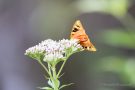 Russischer Bär (Euplagia quadripunctaria)