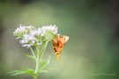 Russischer Bär (Euplagia quadripunctaria)