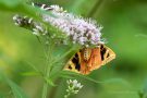 Russischer Bär (Euplagia quadripunctaria)