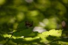 Waldbrettspiel (Pararge aegeria)