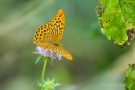 Kaisermantel (Argynnis paphia)