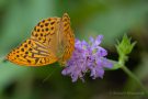 Kaisermantel (Argynnis paphia)