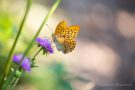 Kaisermantel (Argynnis paphia)