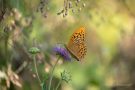 Kaisermantel (Argynnis paphia)