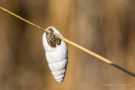 Märzenschnecke (Zebrina detrita)