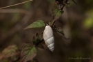 Märzenschnecke (Zebrina detrita)