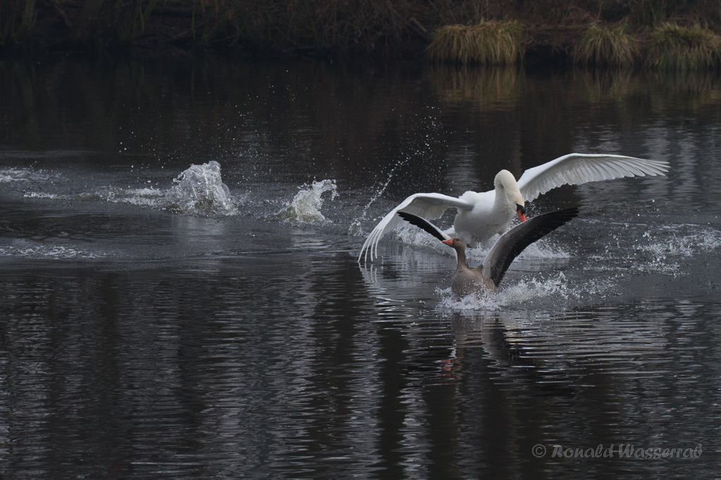 Höckerschwan (Cygnus olor) jagd Graugans (Anser anser) am De Wittsee