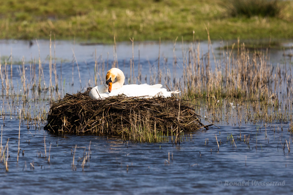 Brütender Höckerschwan (Cygnus olor)
