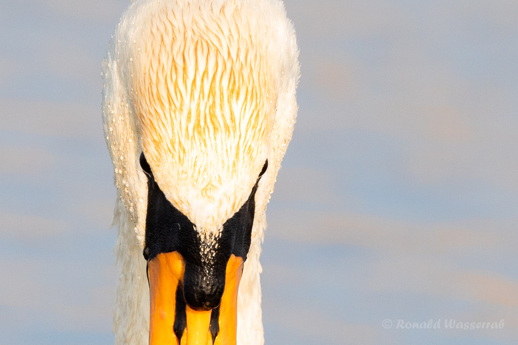 Höckerschwan (Cygnus olor)