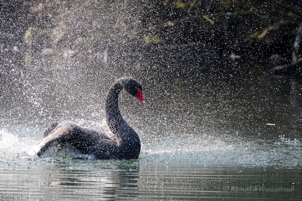 Trauerschwan (Cygnus atratus) im Hofgarten Düsseldorf