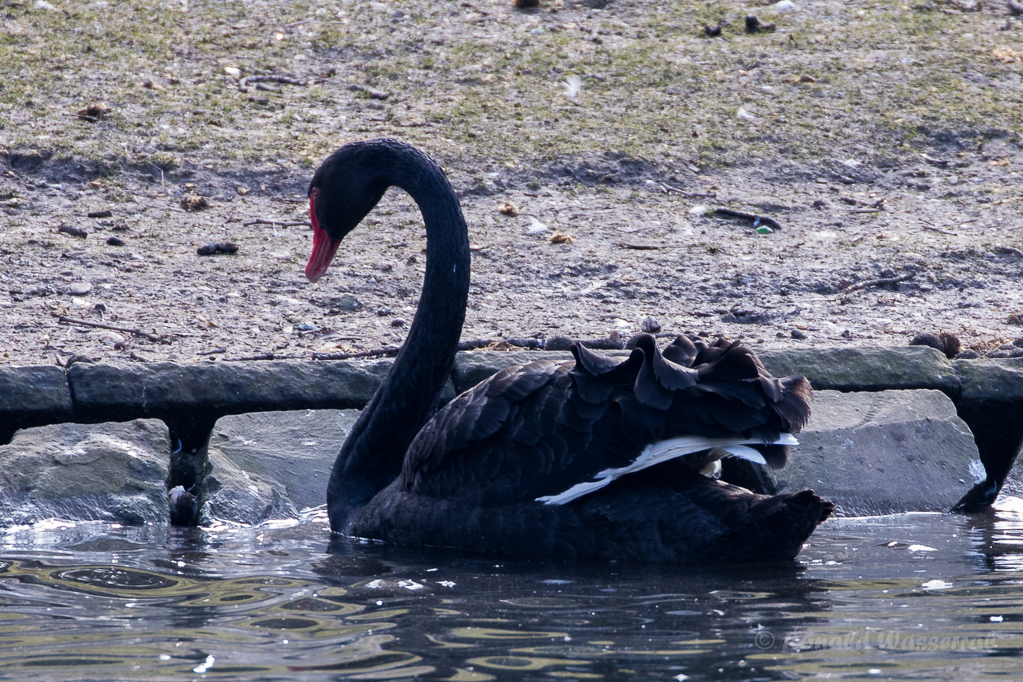 Trauerschwan (Cygnus atratus) im Hofgarten Düsseldorf