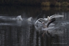 Höckerschwan (Cygnus olor) jagd Graugans (Anser anser) am De Wittsee