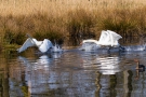 Schwanenkampf (Höckerschwäne - Cygnus olor)