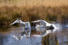 Schwanenkampf (Höckerschwäne - Cygnus olor)