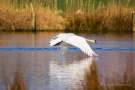 Höckerschwan (Cygnus olor)