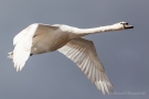 Höckerschwan (Cygnus olor)