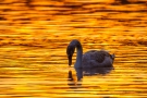 Höckerschwan (Cygnus olor) im Sonnenuntergang