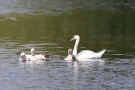 Schwanenfamilie (Cygnus olor)