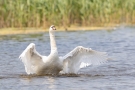 Höckerschwan (Cygnus olor)