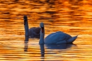 Höckerschwäne (Cygnus olor) am Abend