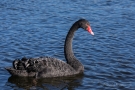 Trauerschwan (Cygnus atratus) in den Bonner Rheinauen