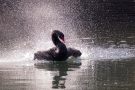 Trauerschwan (Cygnus atratus) im Hofgarten Düsseldorf